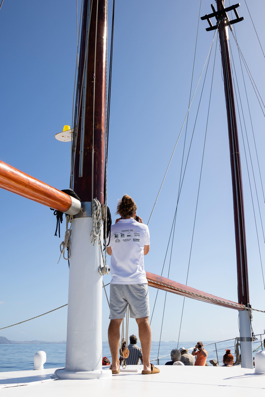 Madeira : Whales and Dolphins wooden boat excursion - Searching the Atlantic for dolphins and pilot whales
