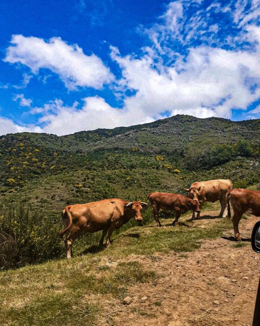 Madeira Wild West 4X4 Tour Safari - The guides make the long day easier