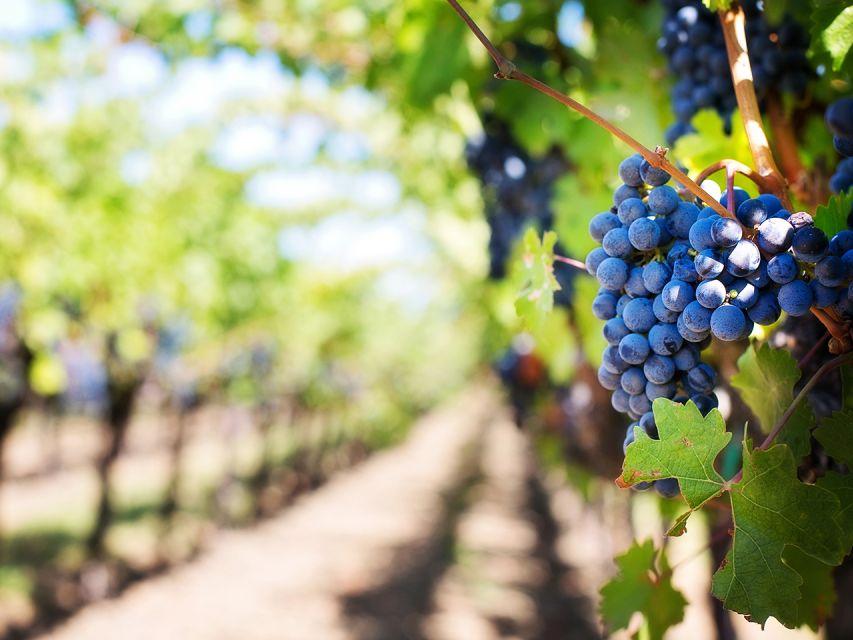 Madeira: Wine Safari Jeep Tour with Local Guide - Key points to know before booking