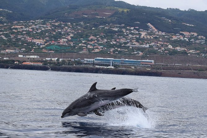 Magic Dolphin Celebrity - A small catamaran changes the feel of the trip