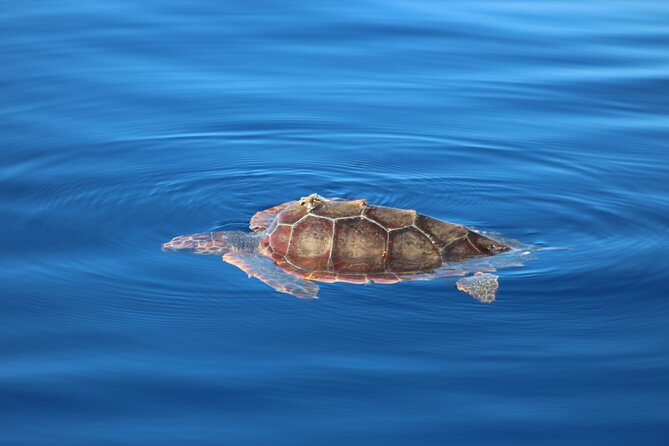 Magic Dolphin Celebrity - Wildlife sightings are exciting, but never certain