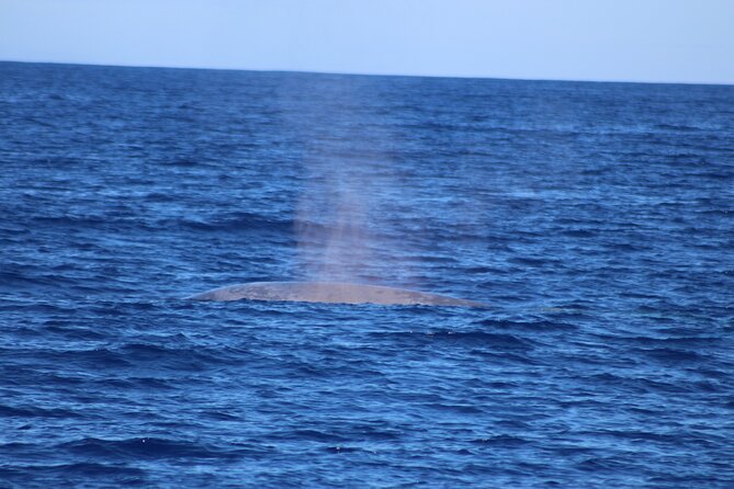 Magic Dolphin Celebrity - Madeira’s coast on the return to Funchal