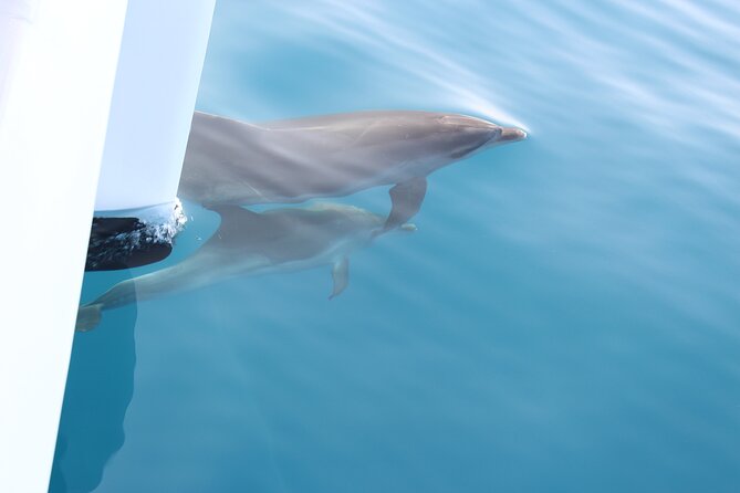 Magic Dolphin Celebrity - Who will enjoy this catamaran most