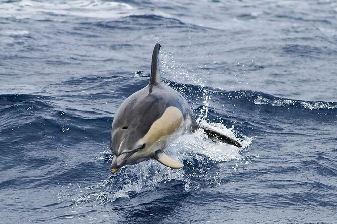 Magic Dolphin Sea Safaris - How the land spotters improve your chances