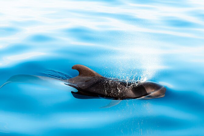 Magic Dolphin Sea Safaris - Comfort, speed, and the real feel of the ride