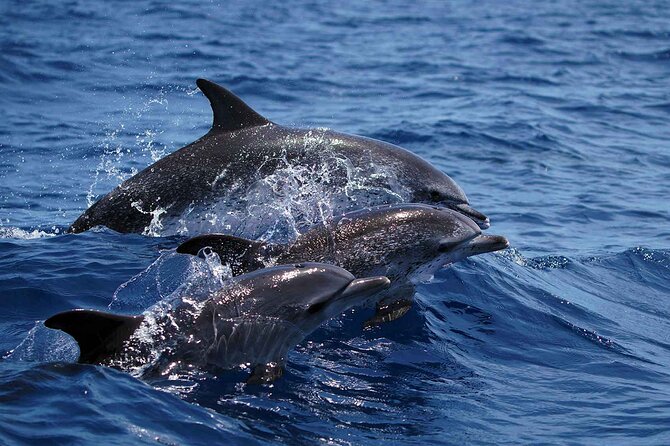 Magic Dolphin Sea Safaris - Is $60.49 a fair price?