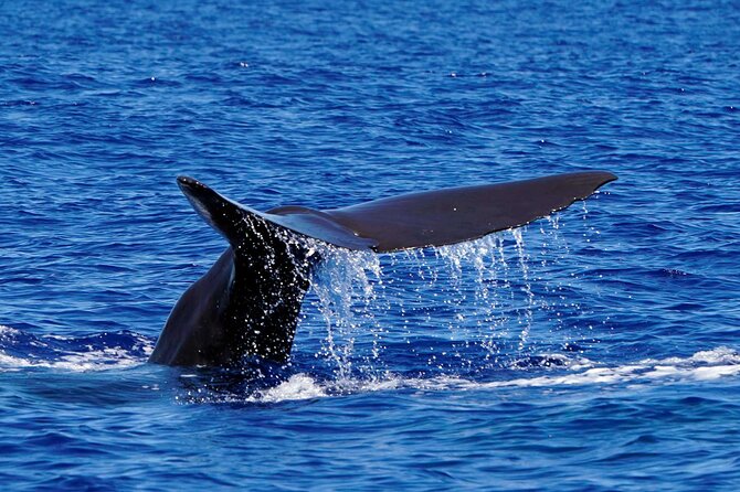 Magic Dolphin Sea Safaris - Who will enjoy this Madeira safari most?
