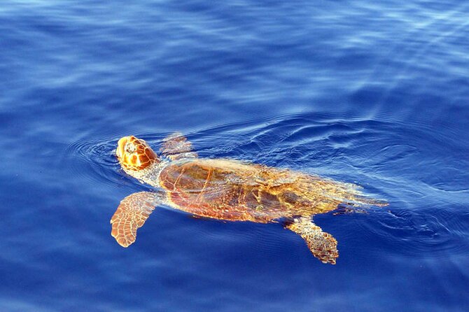 Magic Dolphin Sea Safaris - Booking timing, meeting point, and cancellations