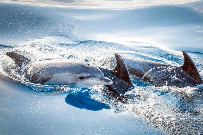 Magic Dolphin Sea Safaris - Should you book Magic Dolphin Sea Safaris?