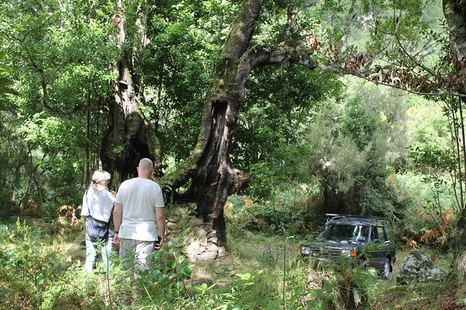 North Tour & Wine Tasting - 4x4 (Small Groups) - Ilha and Cabanas bring the strongest views