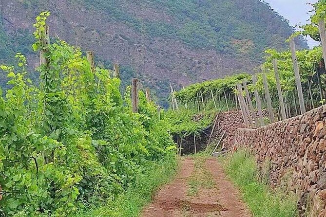 North Tour & Wine Tasting - 4x4 (Small Groups) - The wine tasting adds a social finish