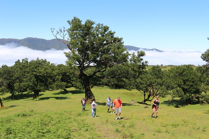 Northwest Terraces and Volcanic Pools 4x4 Full Day Tour - Paul da Serra and Fanal Forest