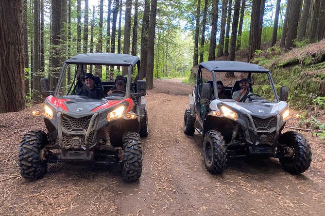 Off-Road Buggy Driving Experience - Through the Laurisilva Forest Near Santana