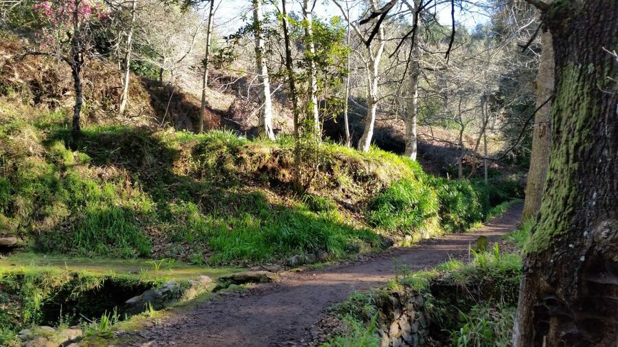 Paradise Valley half-day morning walk. - Why this is a good first walk in Madeira
