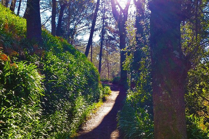 Paradise Valley - Levada Walk - A gentle pace, with a café break