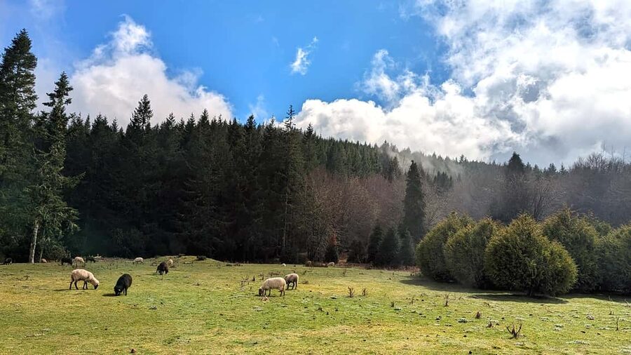 Pico do Arieiro in 4h: Immersive Private Experience (Cabrio) - Is $85 per person good value?
