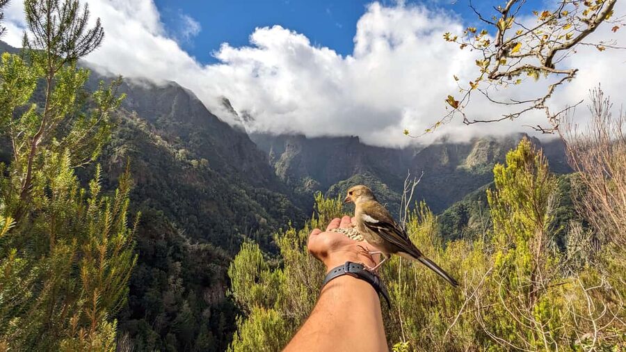 Pico do Arieiro in 4h: Immersive Private Experience (Cabrio) - From Funchal to Terreiro da Luta