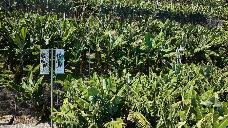 Ponta Do Sol : Madeira Banana Museum guided tour - Banana tastings, chips, and the bar