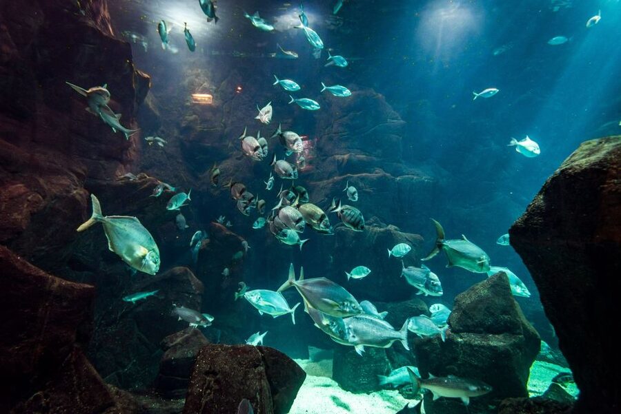 Porto Moniz: Diving with Sharks and Rays in Madeira Aquarium - Why this Porto Moniz aquarium session is different