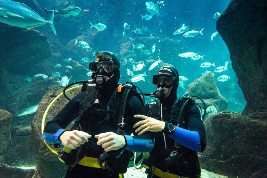Porto Moniz: Diving with Sharks and Rays in Madeira Aquarium - The aquarium tour puts the tank in context