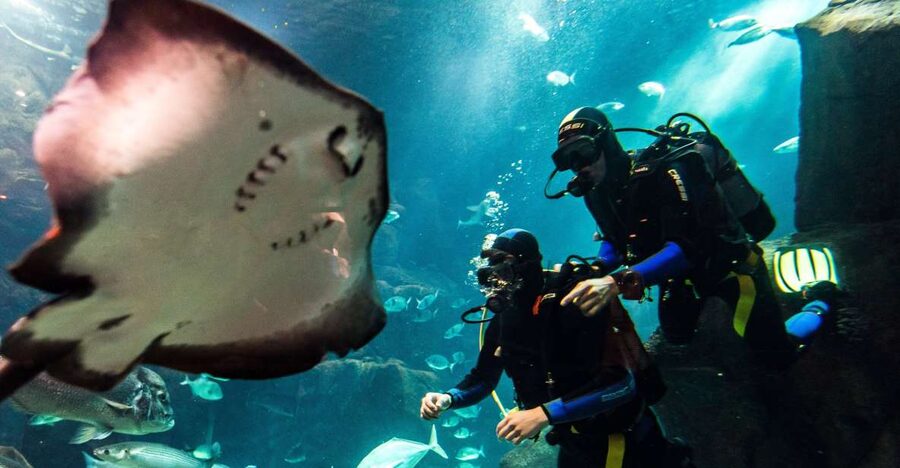 Porto Moniz: Diving with Sharks and Rays in Madeira Aquarium - Starting at Aquário da Madeira