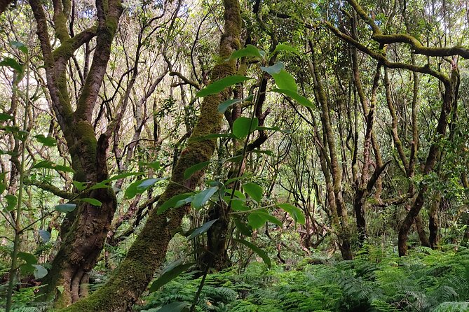 PR9 Caldeirão Verde Queimadas Levada Self-Guided Hiking Transfer - Who should book this self-guided hike