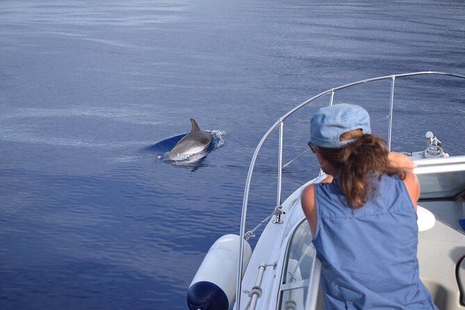 Private Dolphin and Whale Watching Tour in Madeira - Madeira from the water