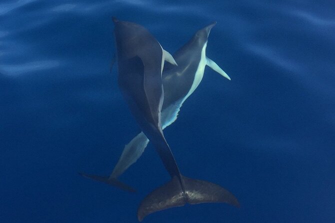 Private Dolphin and Whale Watching Tour in Madeira - The swimming and snorkeling stop