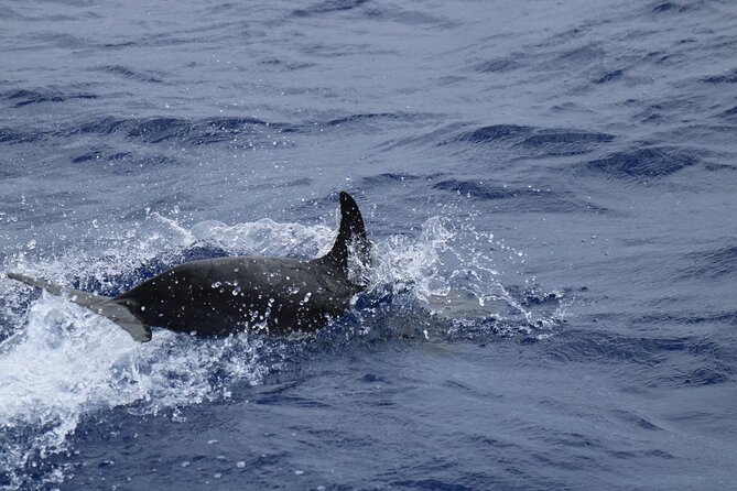 Private Dolphin and Whale Watching Tour in Madeira - The crew makes a major difference