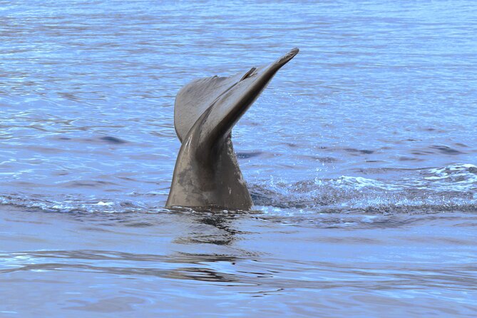 Private Dolphin and Whale Watching Tour in Madeira - What the $592.56 price really buys