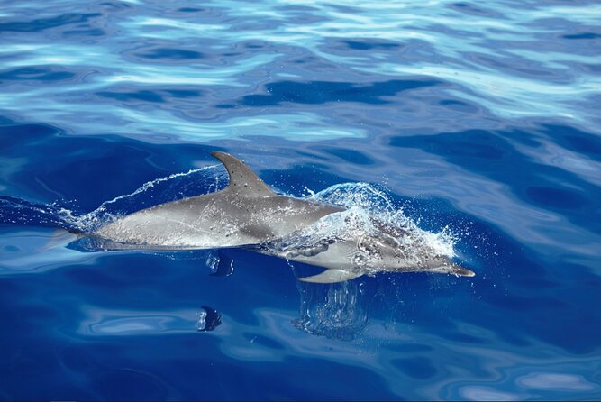 Private Dolphin and Whale Watching Tour in Madeira - Watching dolphins and whales off Madeira
