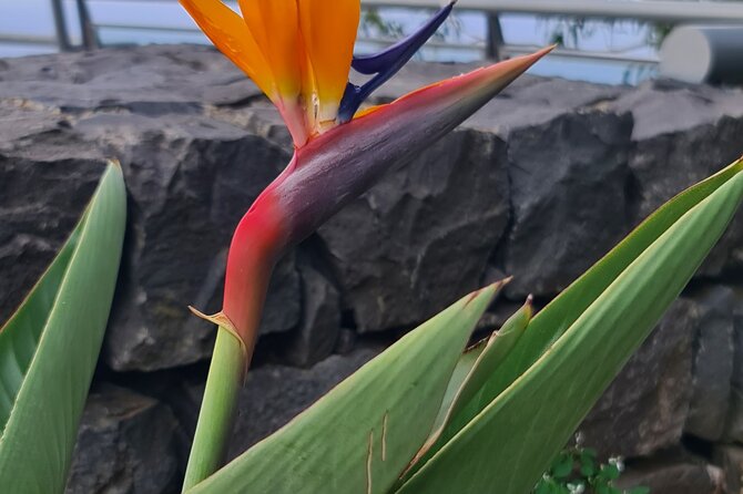 Private Full Day Island Tour in Madeira - Seixal’s black sand and green cliffs