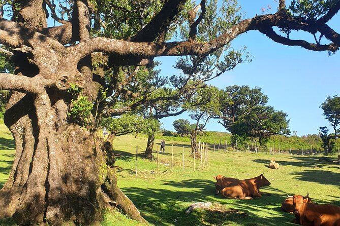 Private Full Day Tour by Jeep 4x4 West Side Madeira - Paul da Serra and a taste of poncha
