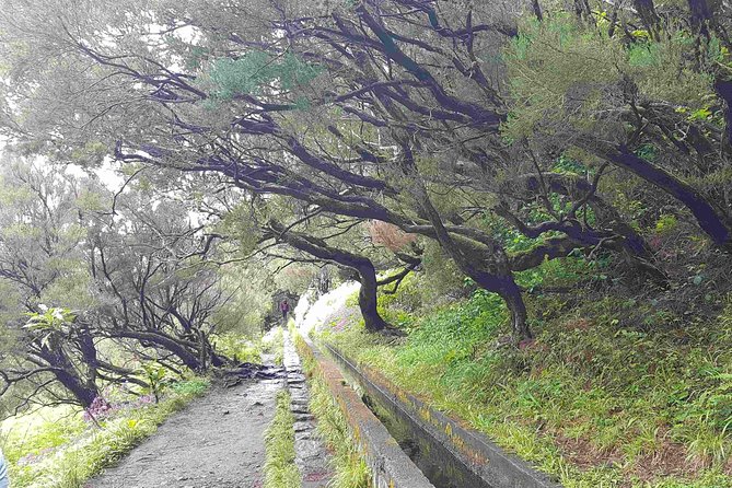 Private Guided Walk Levada 25 Fontes - Following the levada to 25 Fontes