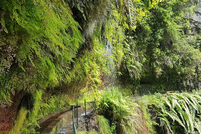 Private Guided Walk Levada do Rei - Why Levada do Rei makes a good Madeira walk