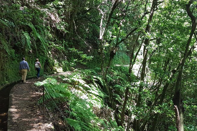 Private Guided Walk Levada do Rei - The UNESCO-listed Laurissilva forest