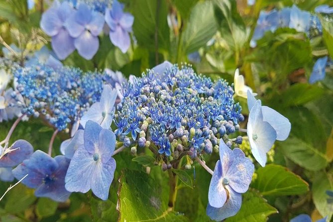 Private Halfday Flower Palheiro Gardens Tour - Weather, Clothing, and Practical Comfort