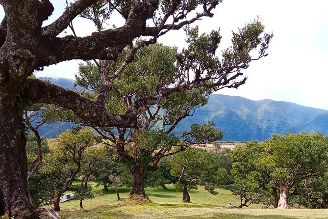Private Madeira Island Tour: The Most Complete 8-Hour Experience - What the private guiding adds