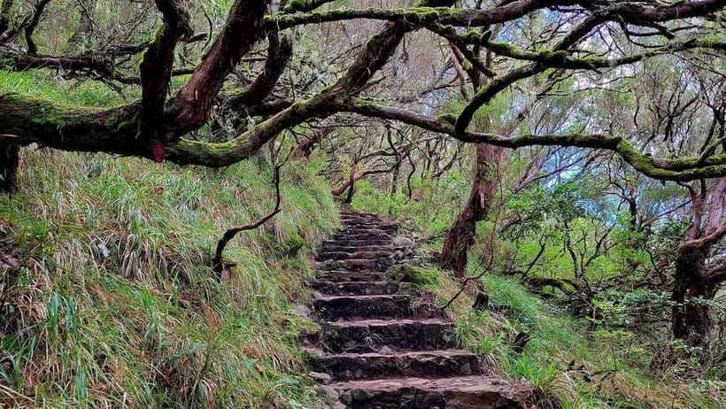 Rabaçal: 25 Fontes & Risco Levada Transfer Self-guided Hike - Who should book this self-guided Madeira hike?