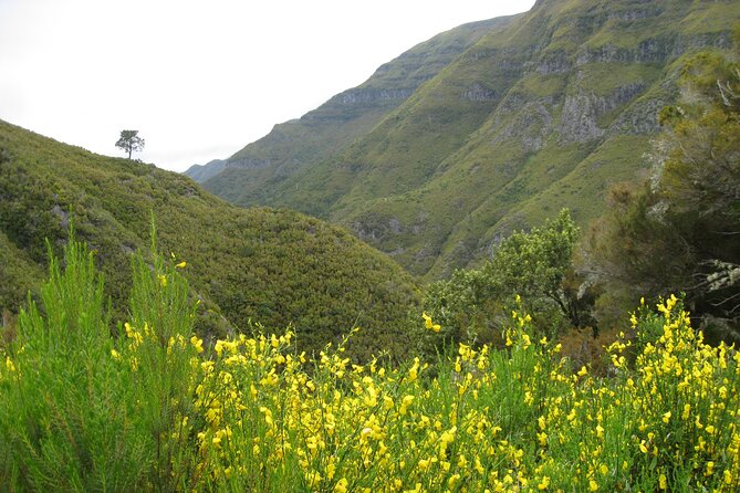 Rabaçal / Risco / 25 Fountains Full-day walk - Laurissilva Forest and Madeira’s native life