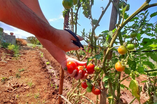 "Re-Canto" Farm-to-Table with Stunning Views at Madeira - The Four-Course Meal and Its Madeiran Centerpiece