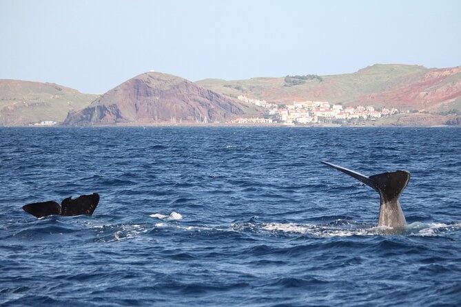 Responsible Whales and/or Dolphins Watching Tour - Key points to know before booking