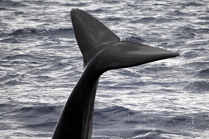 Responsible Whales and/or Dolphins Watching Tour - Leaving Funchal Marina from Gate 4