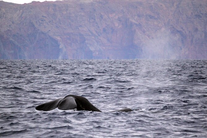 Responsible Whales and/or Dolphins Watching Tour - Searching Madeira’s waters for whales and dolphins