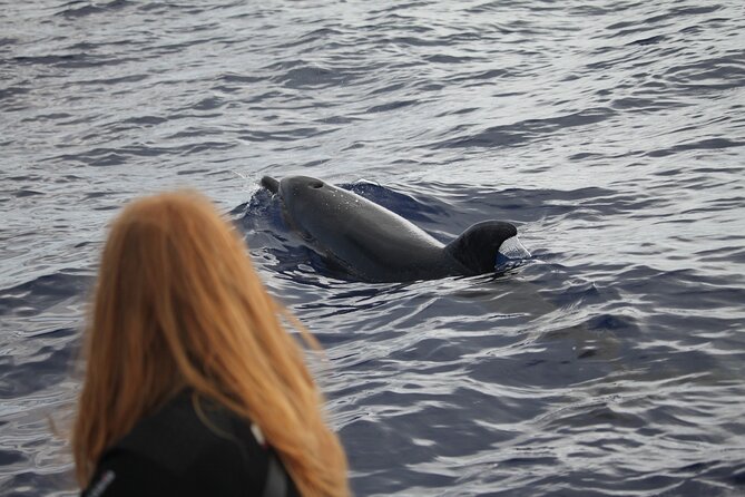 Responsible Whales and/or Dolphins Watching Tour - Two hours is a useful length