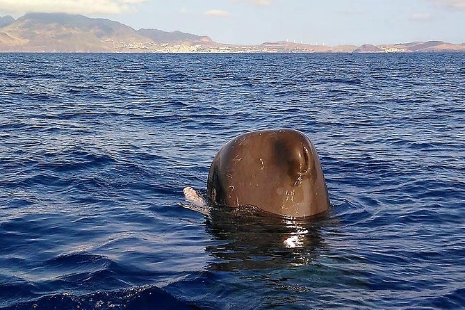 Responsible Whales and/or Dolphins Watching Tour - Is $59.28 good value?