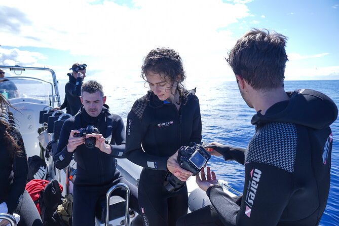 Responsible Whales and/or Dolphins Watching Tour - Practical tips for a better outing