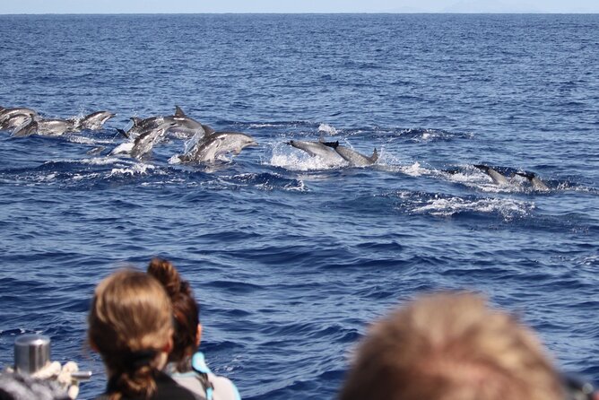 Responsible Whales and/or Dolphins Watching Tour - A fast ride with Madeira behind you
