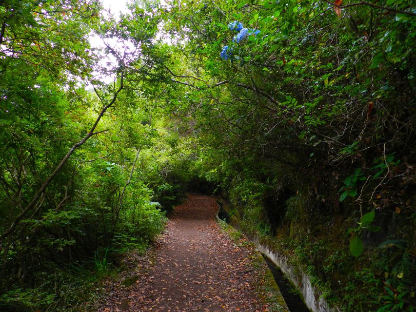 Ribeiro Frio / Portela - Levada Walk - Walking beside the levada through laurel forest