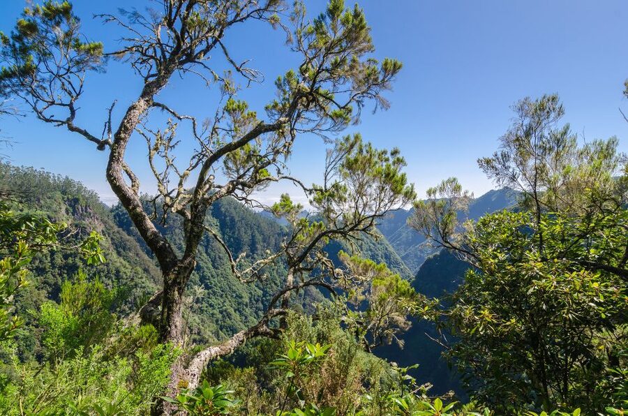 Ribeiro Frio / Portela - Levada Walk - Who should choose this experience